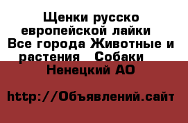 Щенки русско европейской лайки - Все города Животные и растения » Собаки   . Ненецкий АО